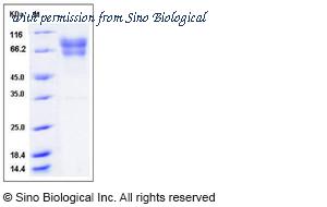 Sino Biological 11503-H08H image 1