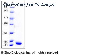 Sino Biological 60002-FNAE image 1