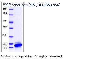 Sino Biological 10888-HNAE image 1