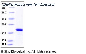 Sino Biological 12798-H07E image 1
