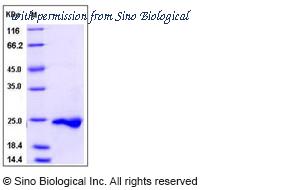 Sino Biological 10944-H07E image 1