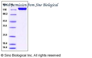 Sino Biological 11290-H08H image 1