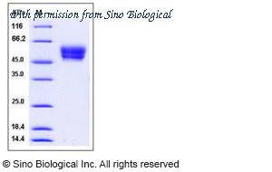 Sino Biological 50501-M08H image 1