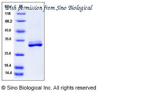 Sino Biological 13090-H08H image 1