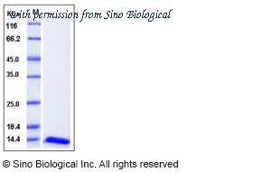 Sino Biological 12579-HNAE image 1
