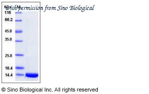 Sino Biological 10384-HNAE image 1