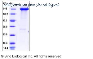 Sino Biological 11016-H20B image 1
