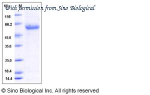 Sino Biological 50567-M08H image 1