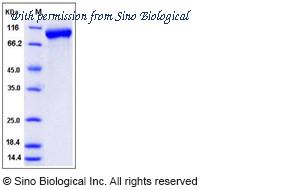Sino Biological 50511-M08H image 1