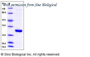 Sino Biological 50531-M08E image 1
