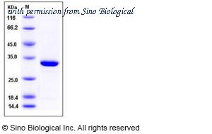 Sino Biological 12147-H08E image 1