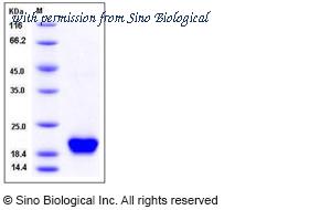 Sino Biological 12551-H07E image 1