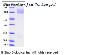 Sino Biological 51001-M08H image 1