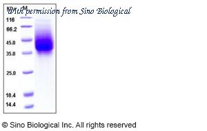 Sino Biological 11070-V08B2 image 1