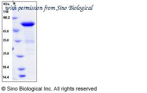 Sino Biological 11361-H07E image 1