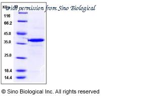 Sino Biological 50767-M08E image 1