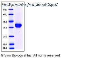 Sino Biological 50768-M08H image 1