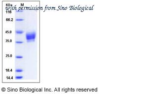 Sino Biological 50712-M08H image 1