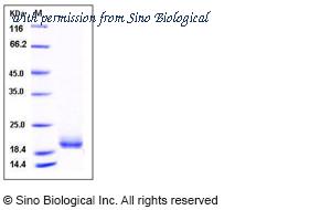 Sino Biological 10868-HNAH-E image 1
