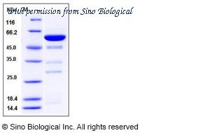Sino Biological 10301-H09E image 1