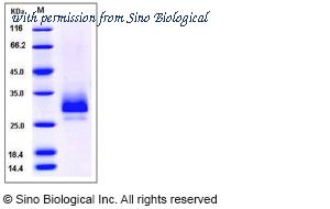 Sino Biological 51002-M08H image 1