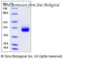 Sino Biological 12143-H08H image 1