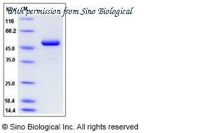 Sino Biological 50669-M01H image 1