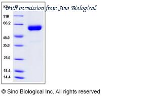 Sino Biological 50670-M01H image 1