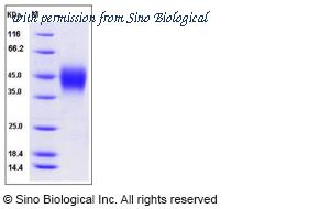 Sino Biological 50705-M08H image 1