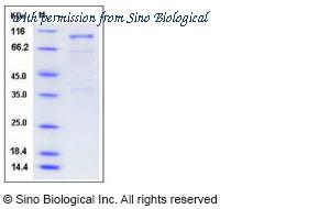 Sino Biological 50631-M01H image 1