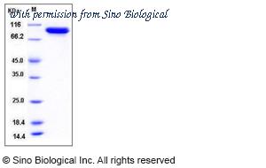 Sino Biological 13102-ENAE image 1