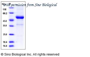 Sino Biological 50815-M01H image 1