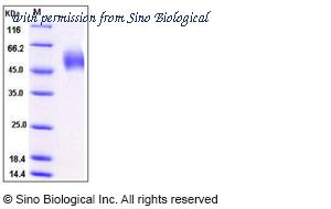 Sino Biological 12136-H08H image 1