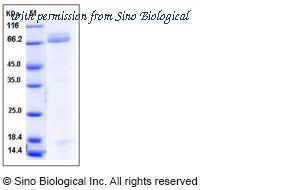 Sino Biological 13082-H02H image 1