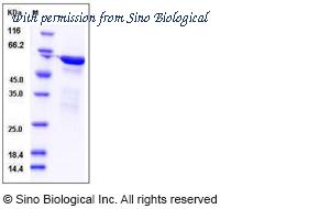 Sino Biological 12054-H09E image 1