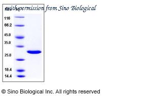 Sino Biological 13098-E07E image 1