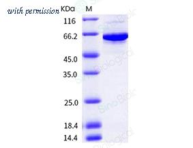 Sino Biological 10684-H07B image 1