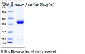 Sino Biological 50707-M07H image 1