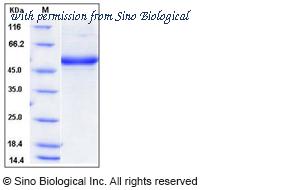 Sino Biological 50706-M02H image 1