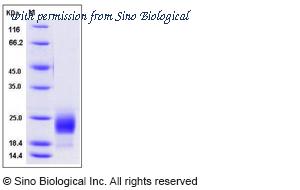 Sino Biological 50706-M08H image 1