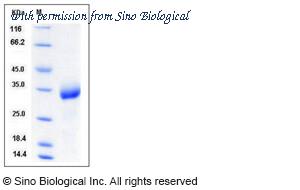 Sino Biological 50699-M08H image 1
