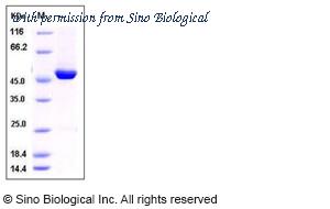 Sino Biological 50310-M08B image 1