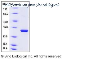 Sino Biological 12455-H08E image 1