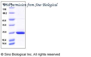Sino Biological 12100-H07E image 1