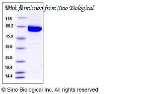 Sino Biological 11532-H08B image 1
