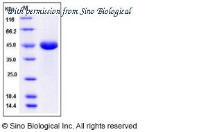 Sino Biological 13082-H08H image 1