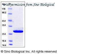 Sino Biological 11404-H07E image 1