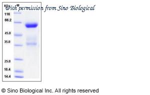 Sino Biological 50707-M01H image 1