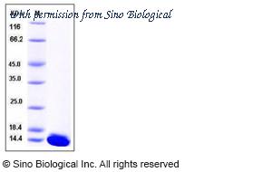 Sino Biological 50427-M07E image 1