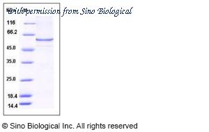 Sino Biological 12084-H07B image 1